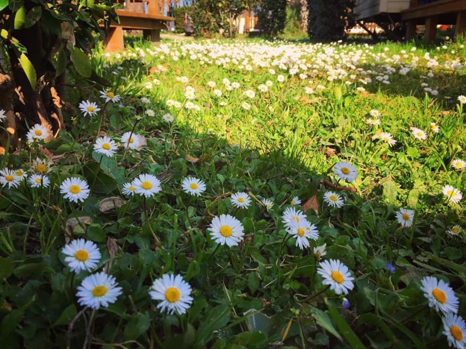 Camping Village Tuscia Tirrenica Tarquinia Exterior photo